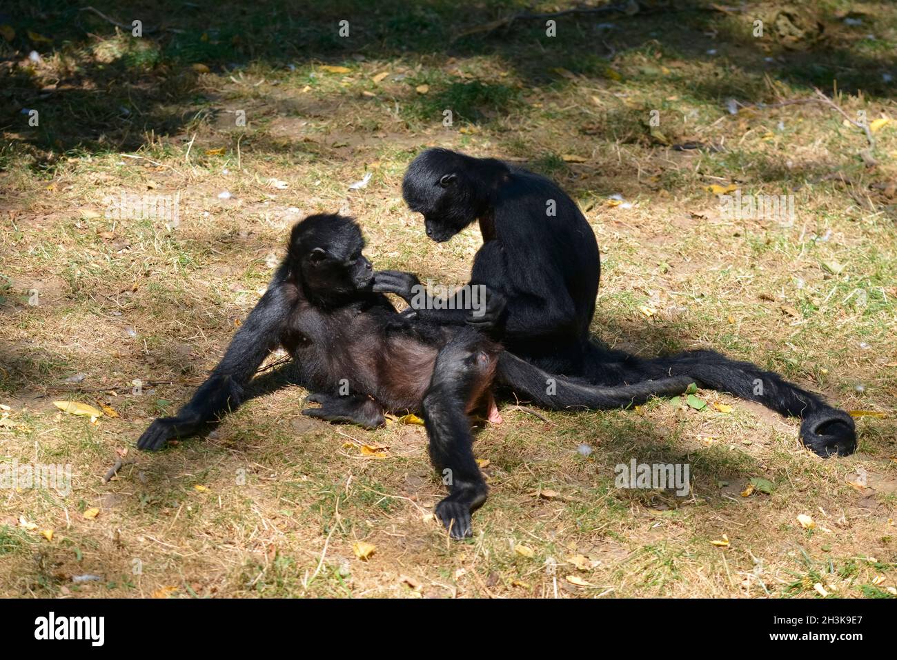 Due scimmie ragno a testa nera (Ateles fusciceps) adagiate sull'erba Foto Stock