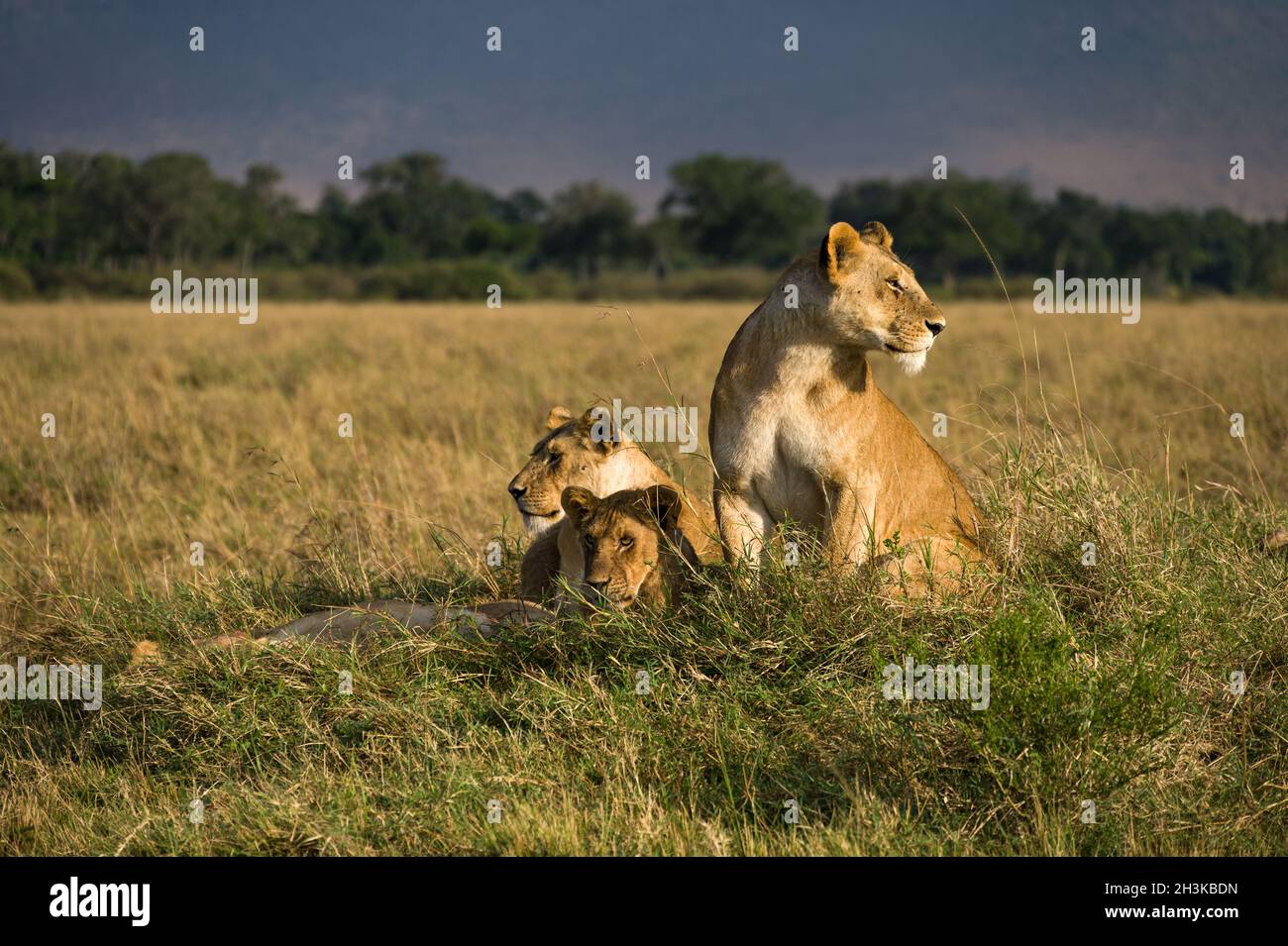 Famiglia di leoni seduti in erba alta (panthera leo), Masai Mara National Game Park Reserve, Kenya, Africa orientale Foto Stock