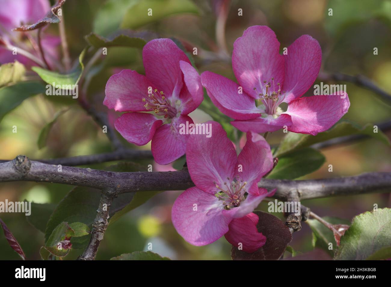 Ramo di rosa in fiore del melo con fiori in primavera Orchard Foto Stock
