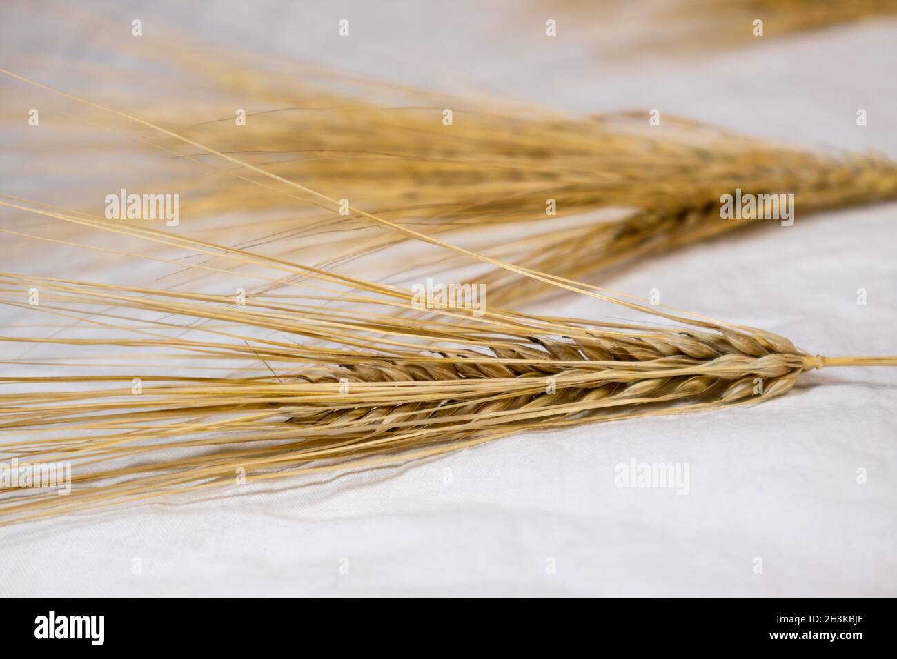 Chicchi di grano secco e paillette in oro su fondo di tessuto bianco primo piano. Agricoltura cereali colture, raccolto da campo estivo Foto Stock