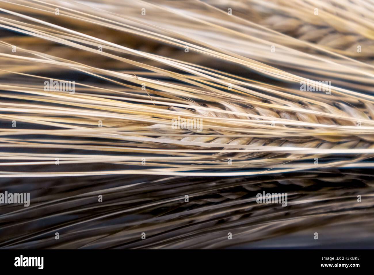 Le paillette di grano secco in oro si avvicinano ai picchi sullo specchio nero con riflessione. Agricoltura cereali colture semi, tempo di raccolta estivo Foto Stock