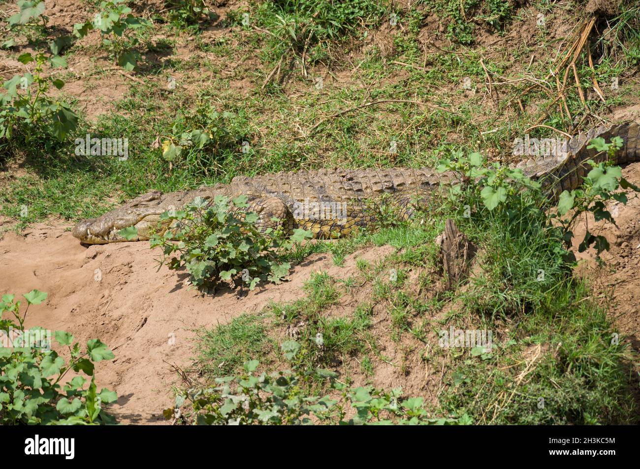 Coccodrillo del Nilo (Crocodylus niloticus) crogiolarsi da fiume, il Masai Mara, Kenya Foto Stock