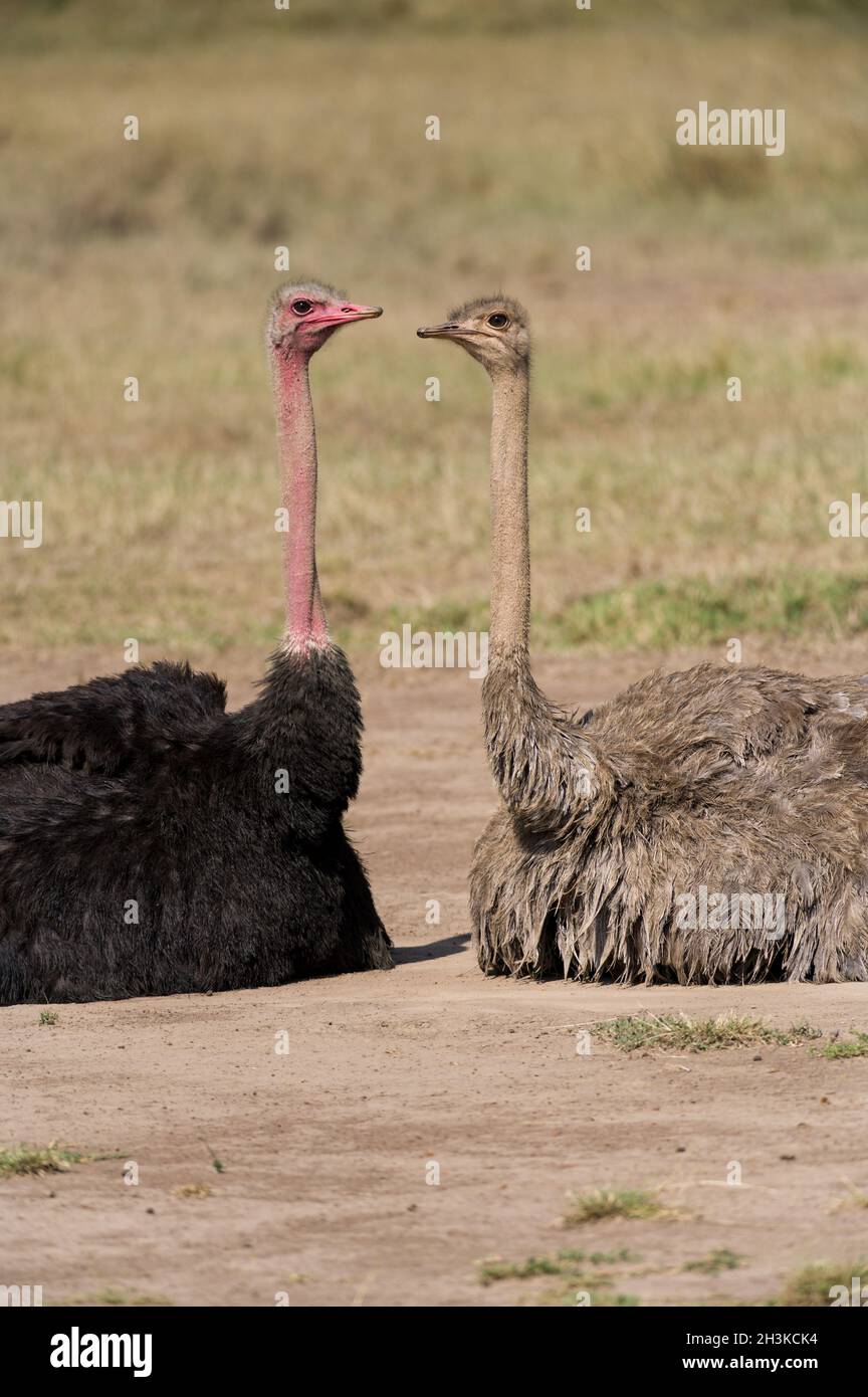 Uno struzzo maschile e femminile o struzzo comune (Struthio camelus) seduto su savana polverosa in una giornata di sole, Masai Mara, Kenya Foto Stock