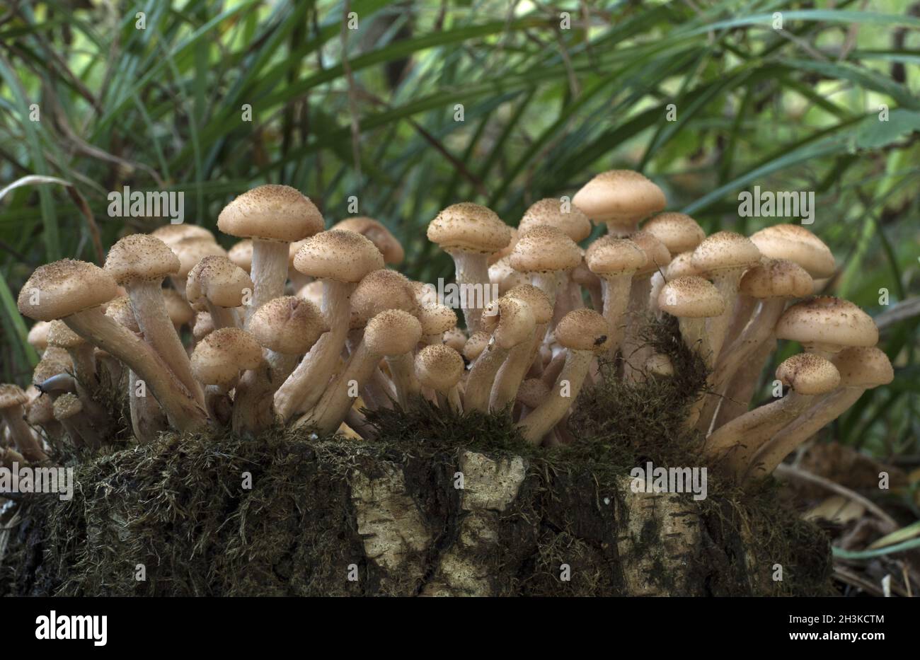 I funghi che crescono su un tronco di albero coperto da moss nella foresta di autunno. Foto Stock