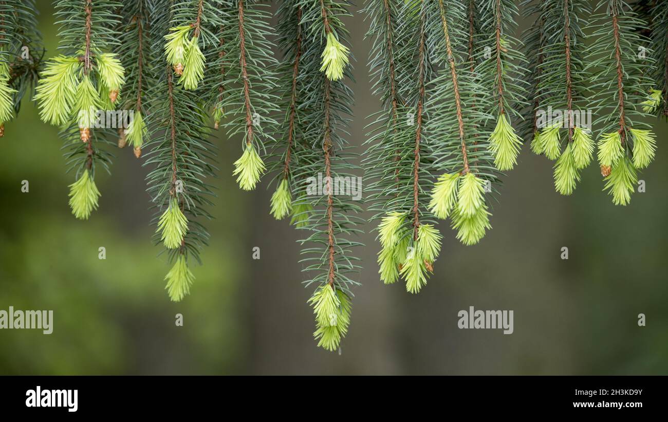 Abete rosso Foto Stock