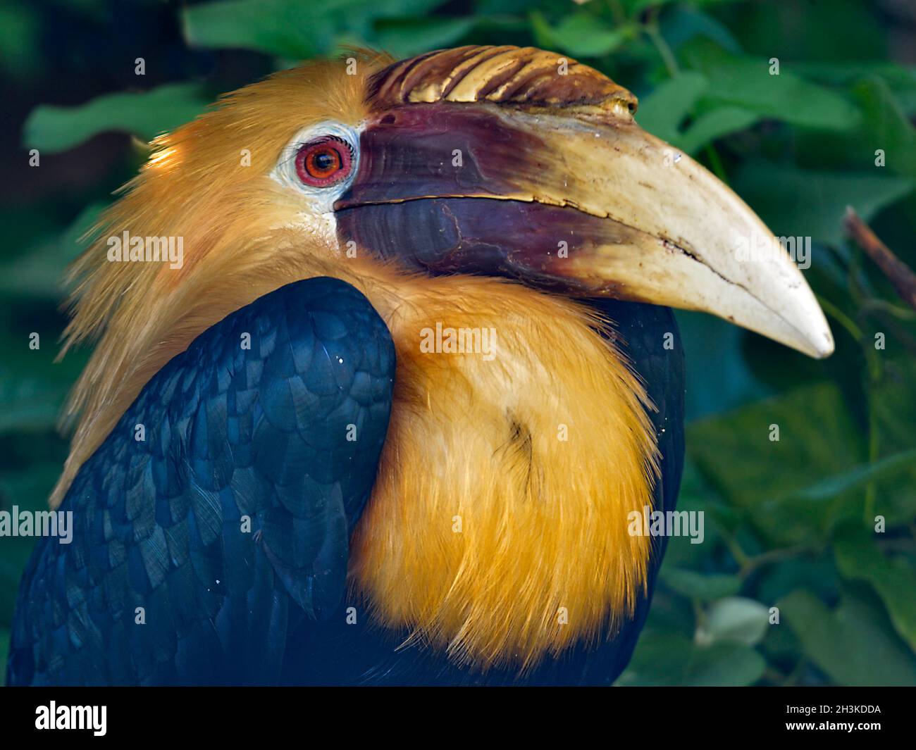 Ritratto di Papua maschio hornbill o Blyth hornbill (Rhyticeros plicatus) visto dal profilo Foto Stock