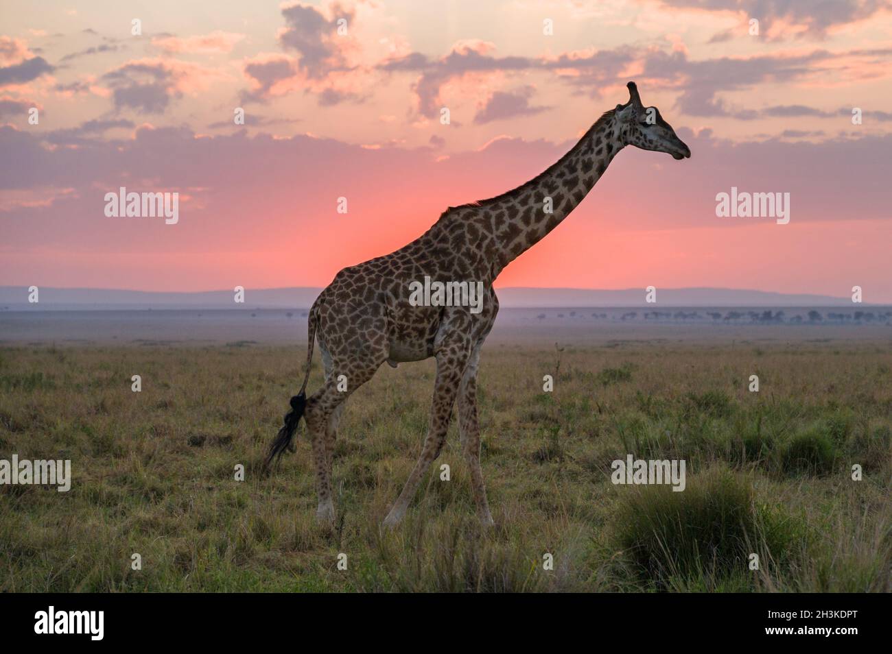 Masai Giraffe (Giraffa camelopardalis tippelskirchi) parzialmente silhouette dal sole all'alba, Maasai Mara, Kenya Foto Stock