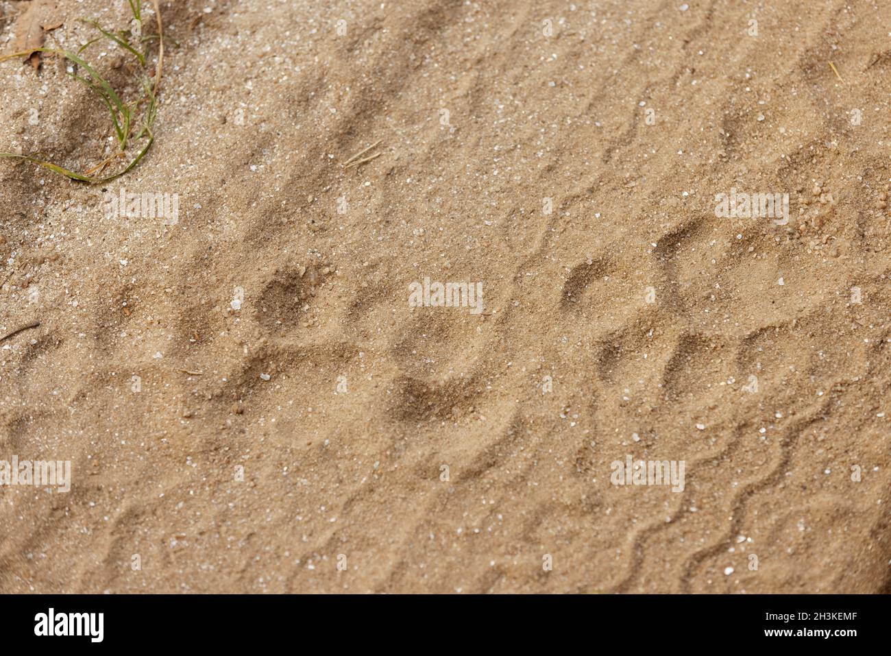 Tiger foot marks usato per individuare la tigre nel Parco Nazionale di Kanha, Madhya Pradesh, India. Foto Stock