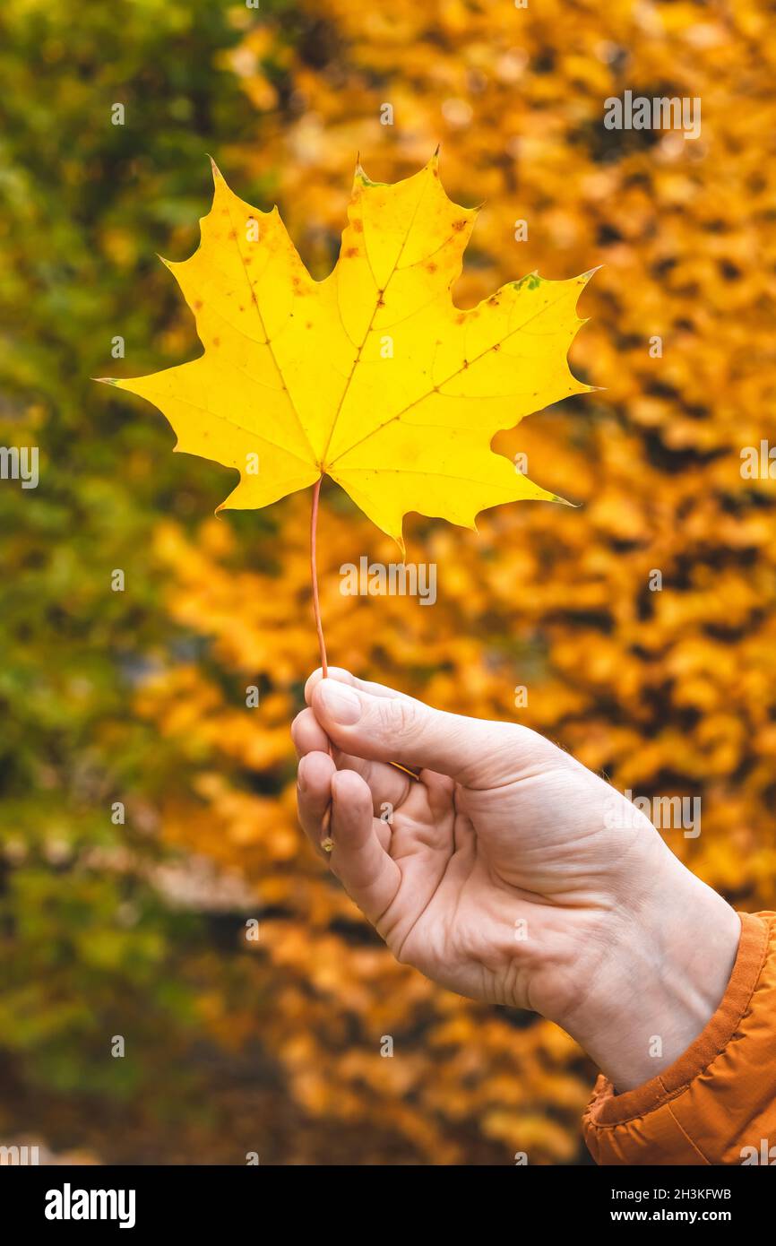Mano maschile che tiene autunno foglia di acero. Autunno, stagione, fogliame giallo. Sfondo naturale delle foglie. Autunno umore, ottobre Foto Stock