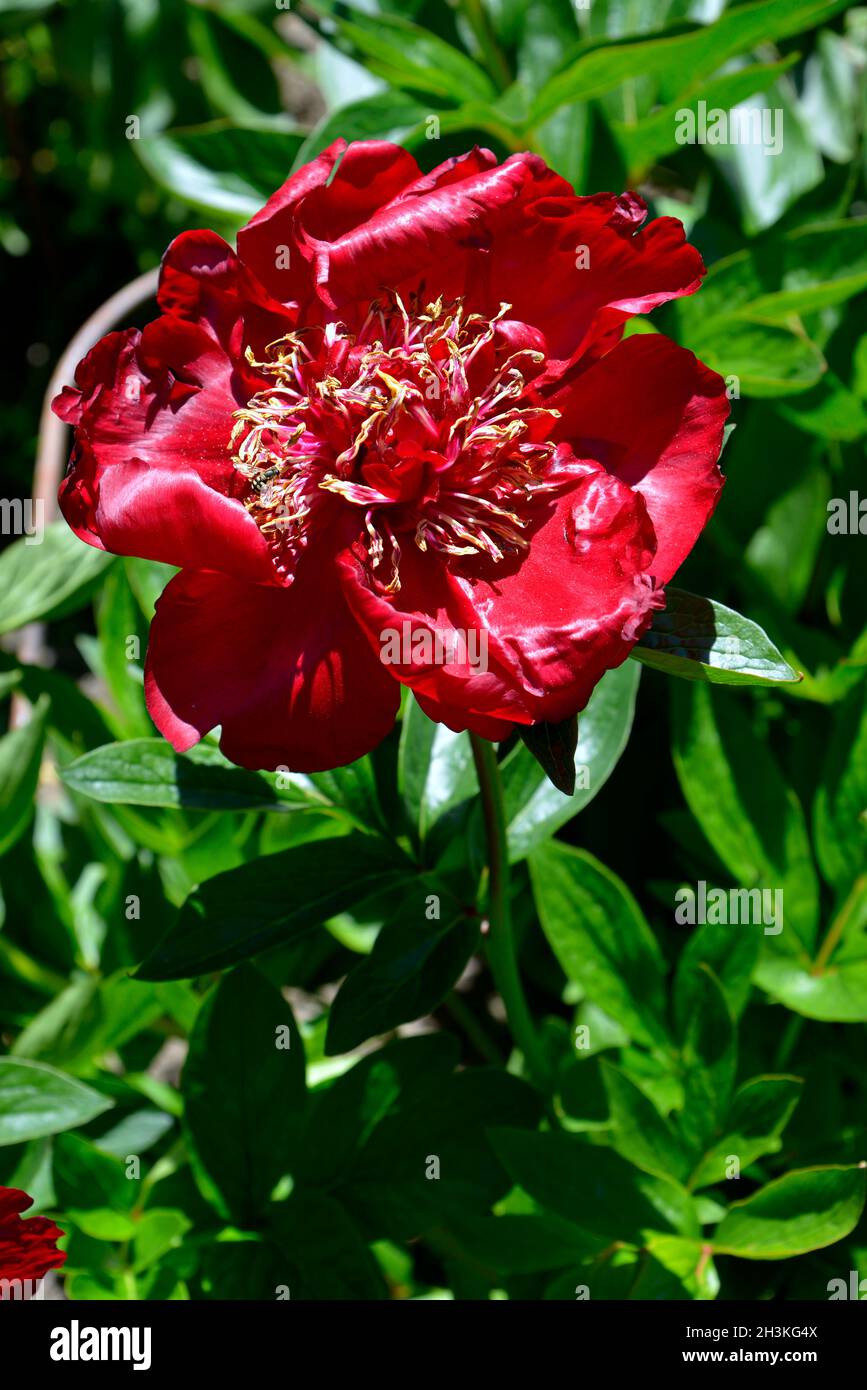 Primo piano rosso fiore di peonia cinese (Paeonia lactiflora) in giardino Foto Stock