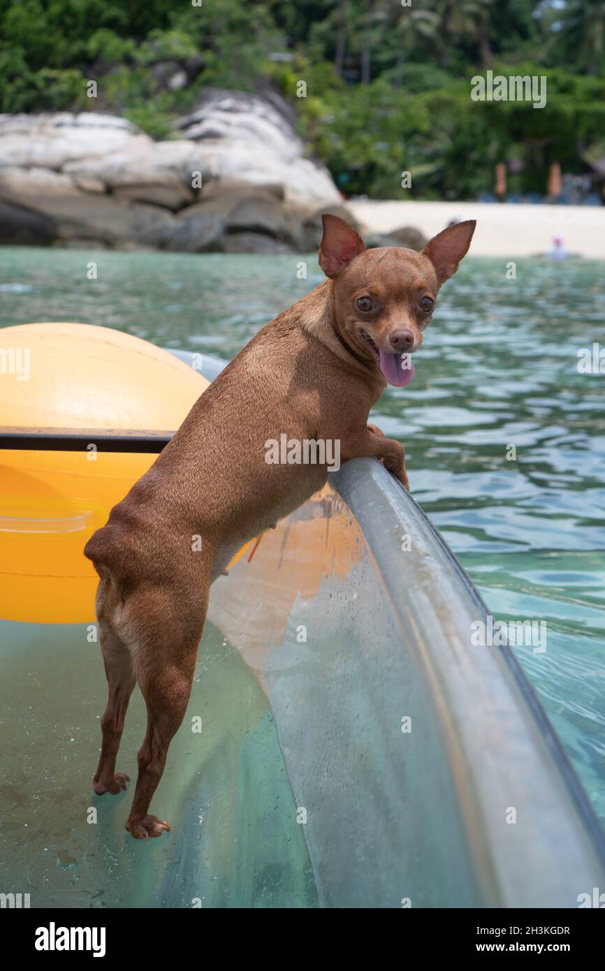 Piccolo cane in kayak Foto Stock