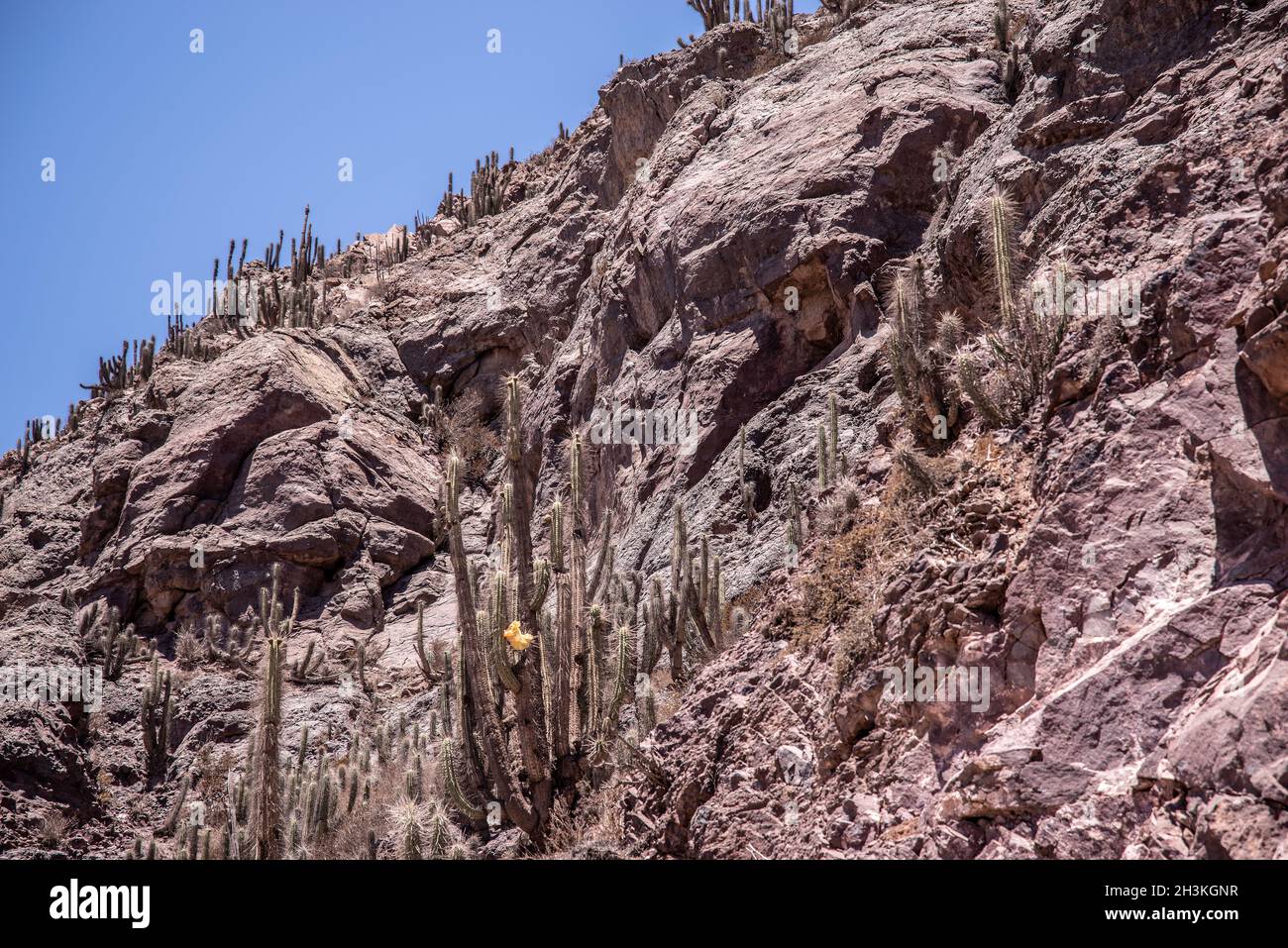 Vivere nel deserto Foto Stock