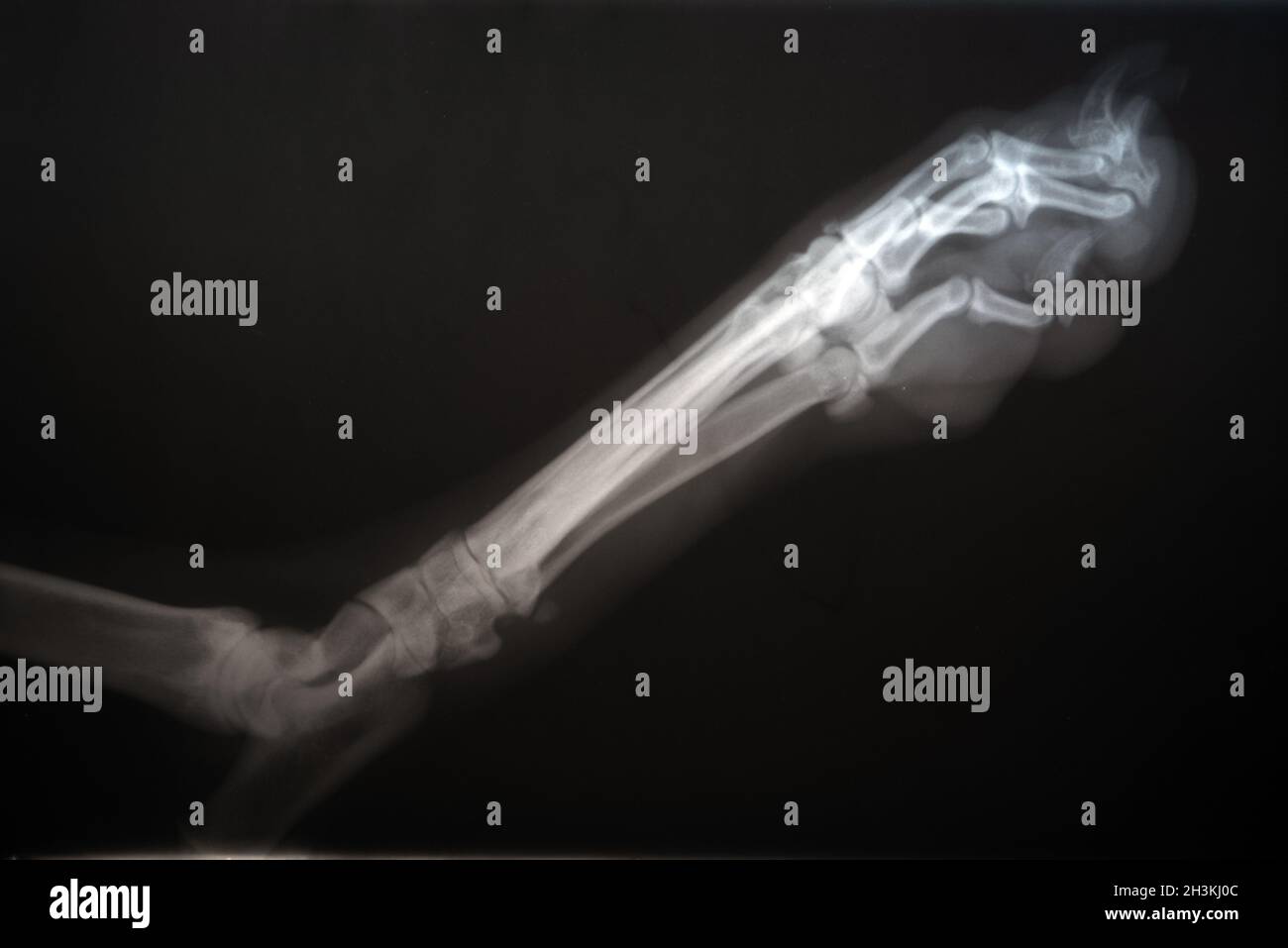 Radiografia di una zampa di cane. Immagine a raggi X reale di una zampa di cane ferita. Foto Stock