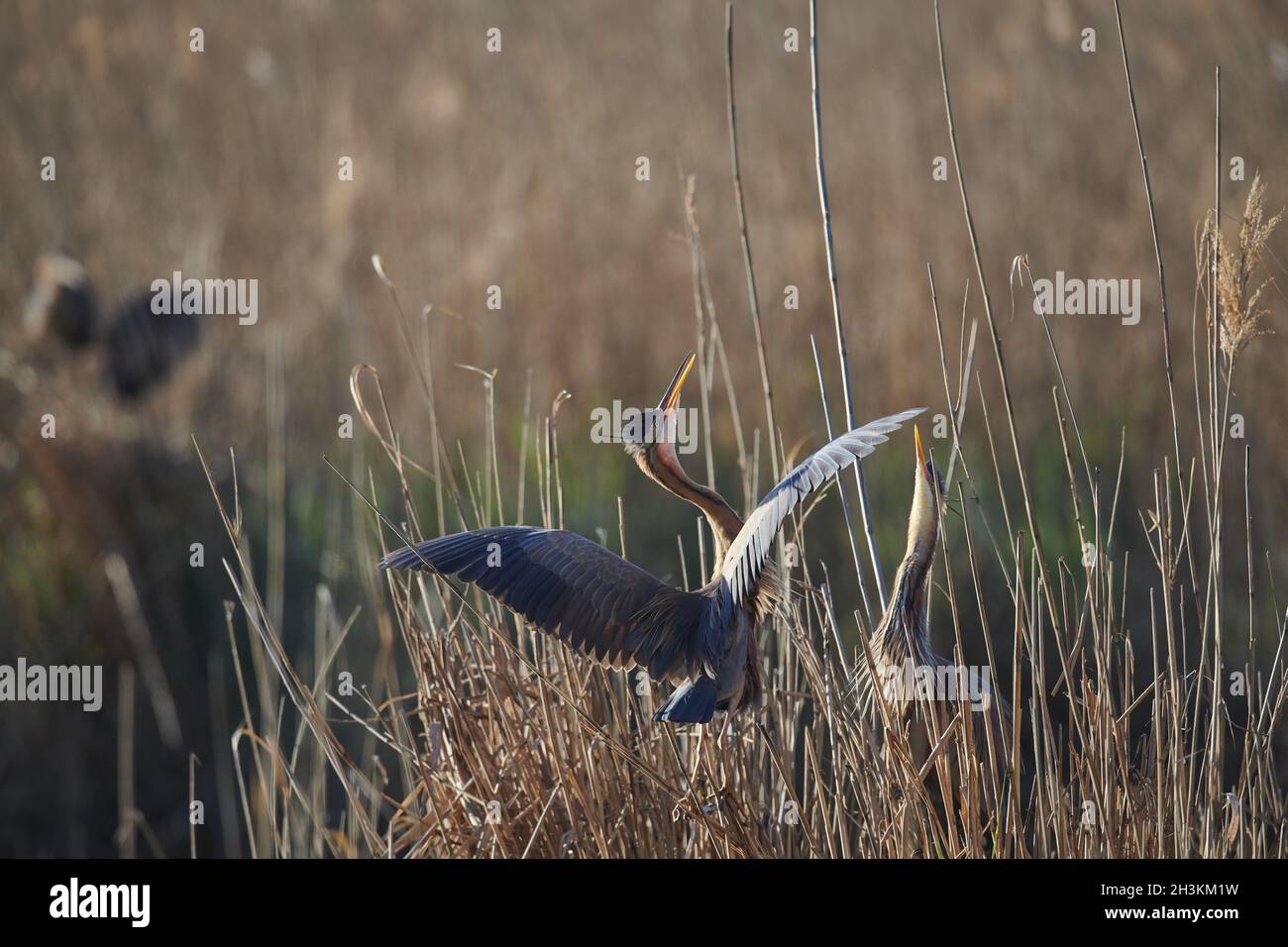 Airone rosso Foto Stock
