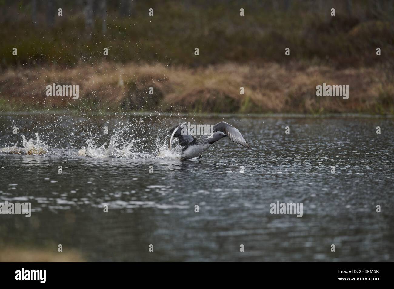 Rosso-throated svasso Foto Stock
