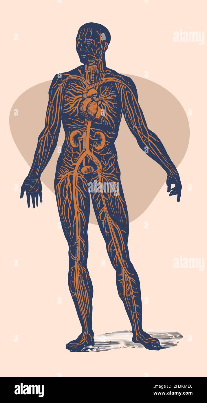 Il sistema circolatorio del corpo umano. Vista frontale del corpo umano. Vettore dettagliato dall'incisione vintage 1893. Illustrazione Vettoriale