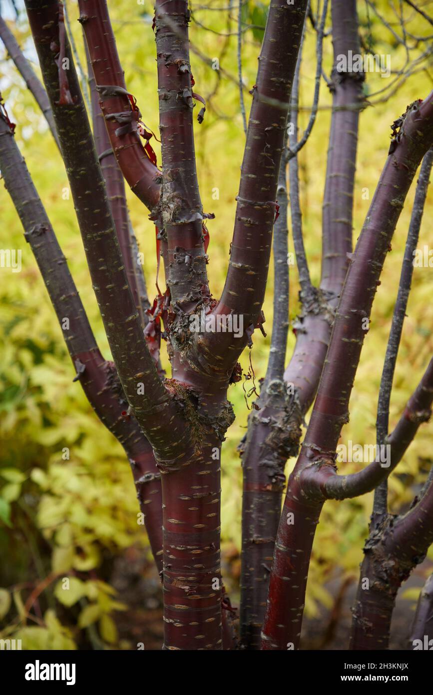 Primo piano della colorata corteccia di mogano di Prunus serrola Foto Stock