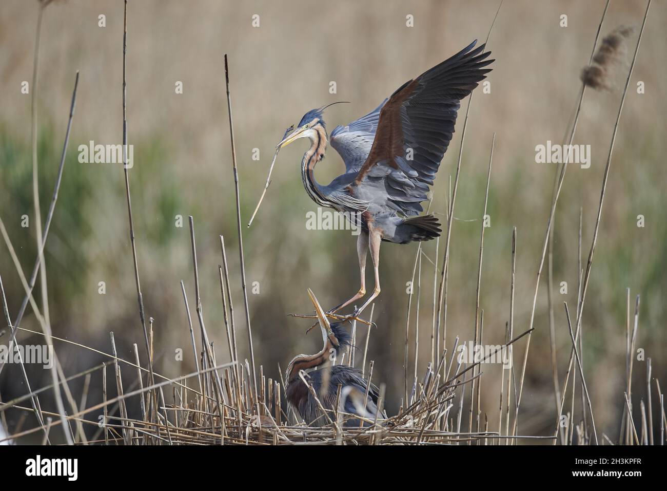 Airone rosso Foto Stock