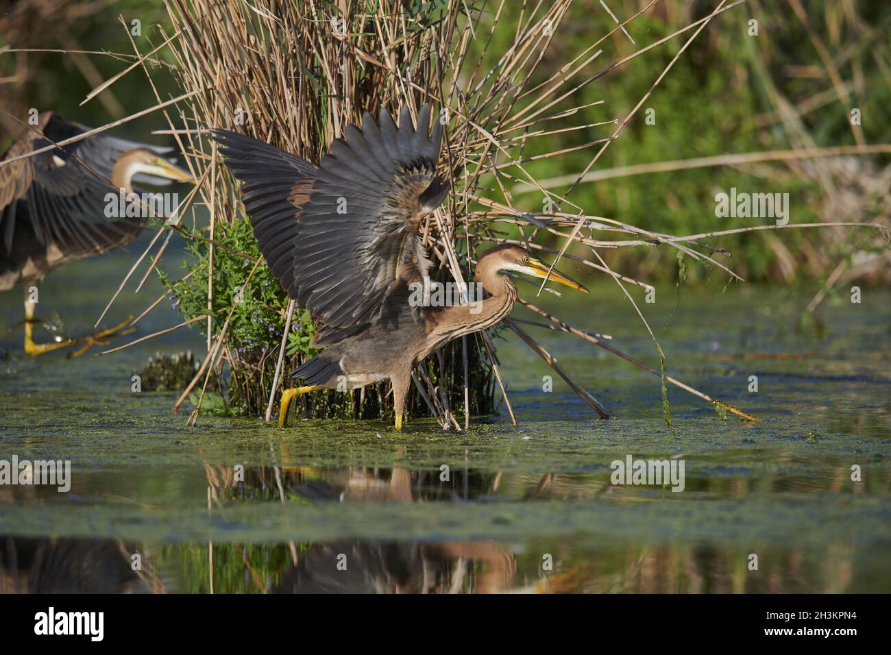 Airone rosso Foto Stock