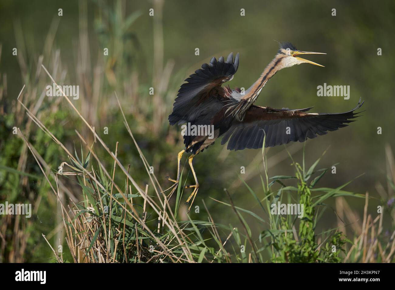 Airone rosso Foto Stock