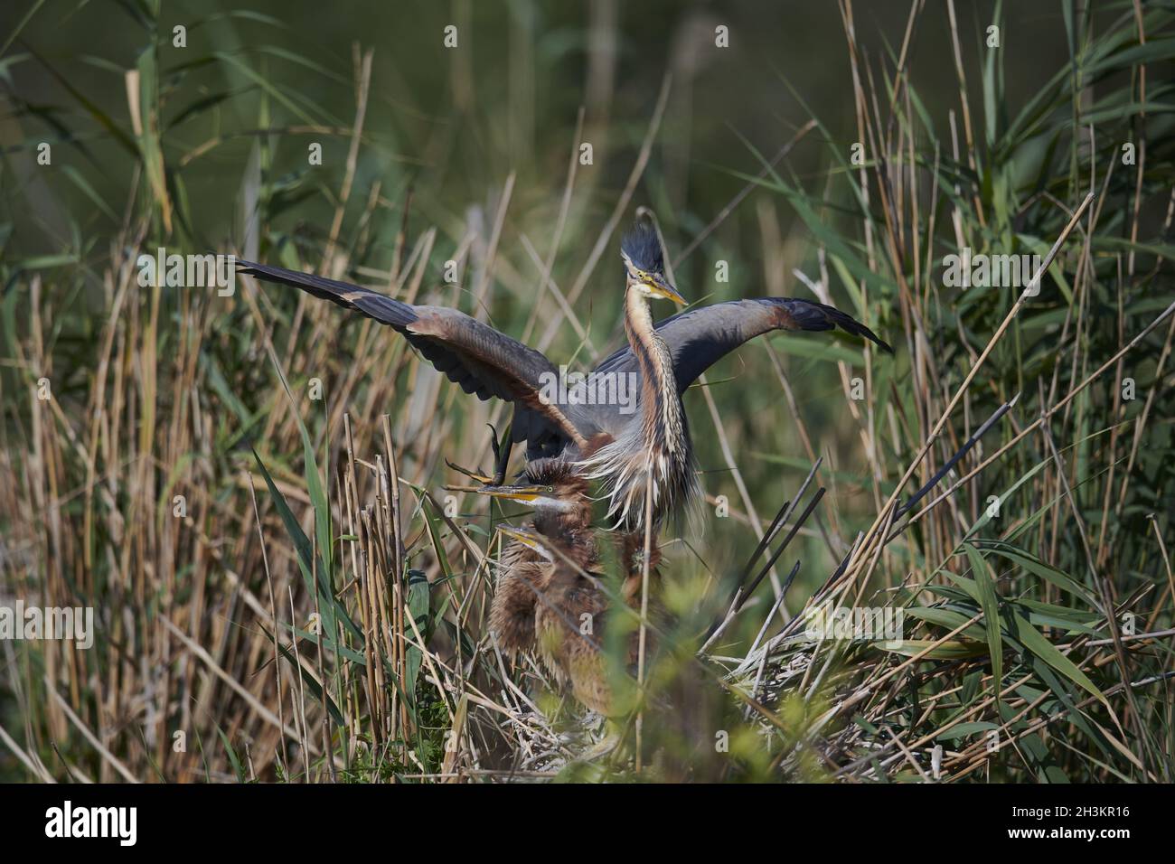 Airone rosso Foto Stock