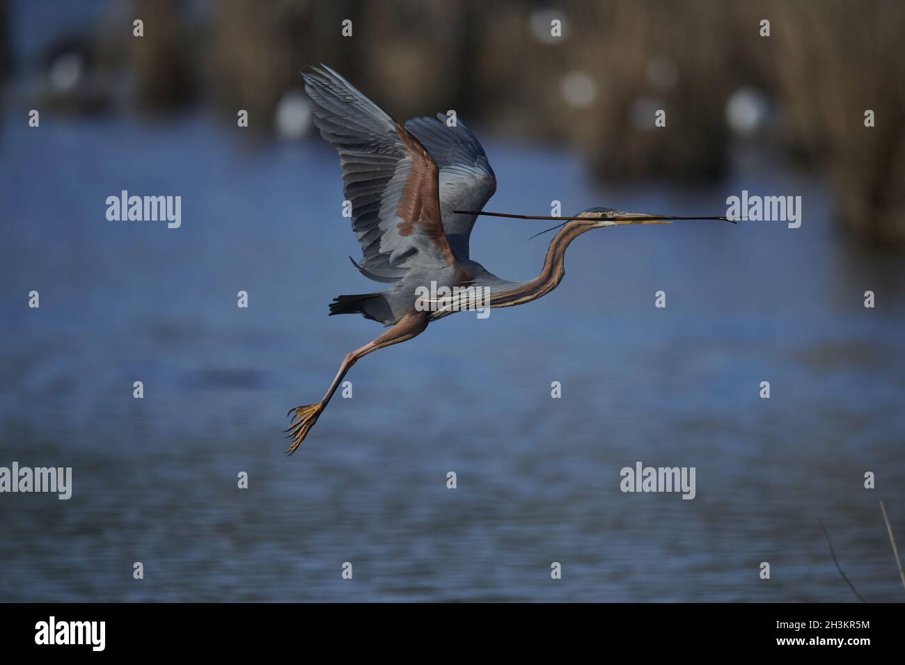 Airone rosso Foto Stock