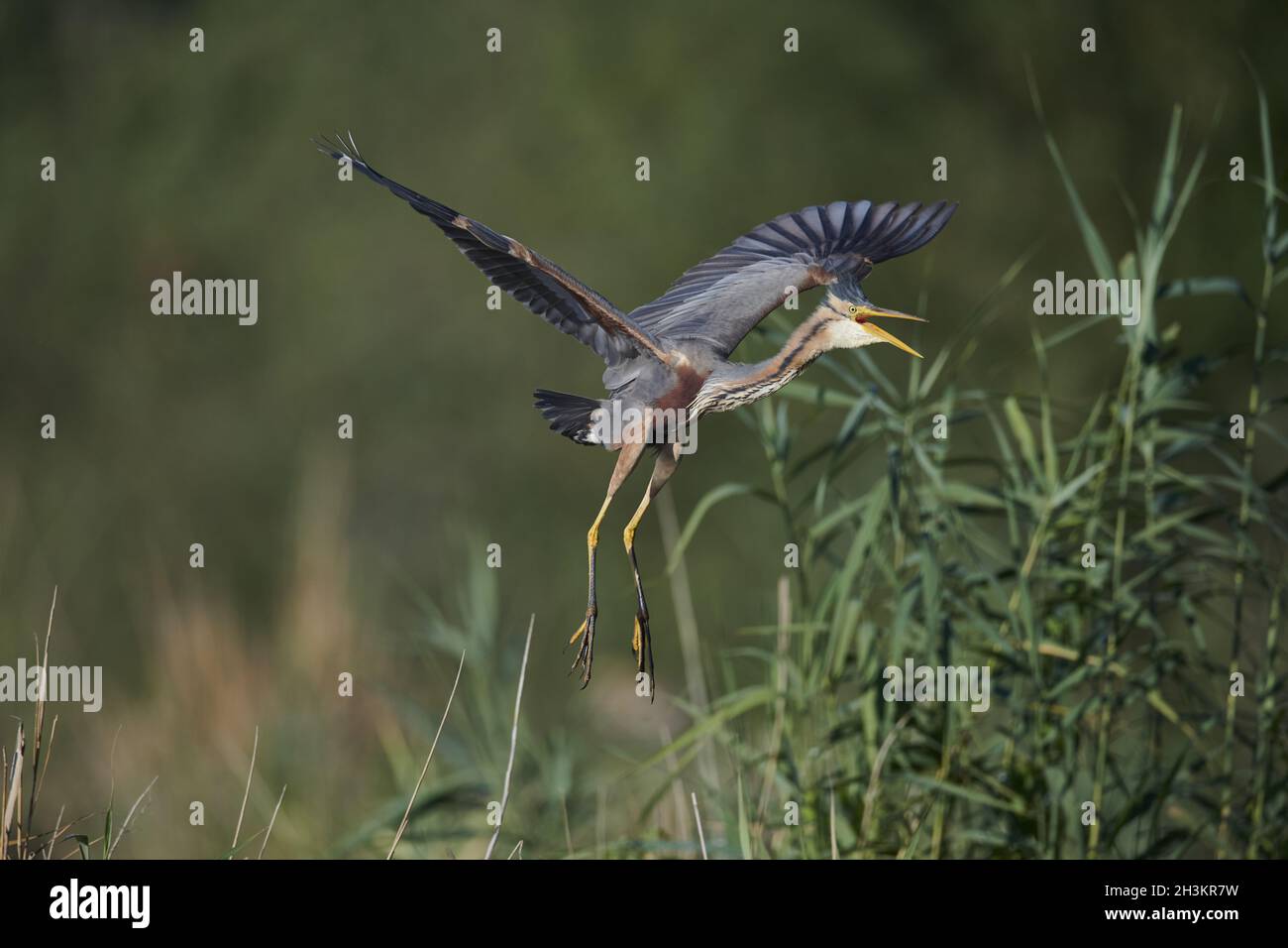 Airone rosso Foto Stock