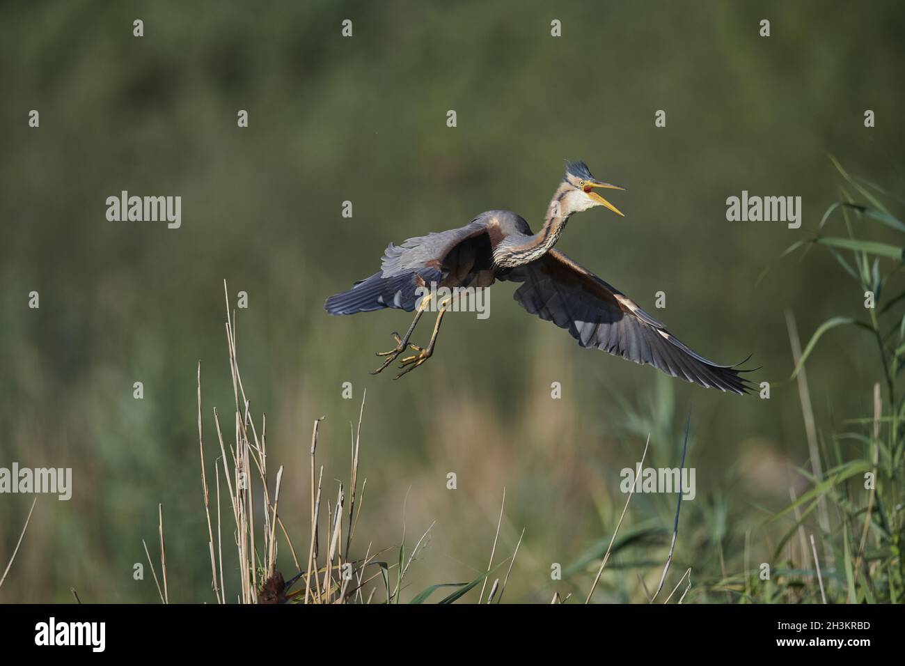 Airone rosso Foto Stock