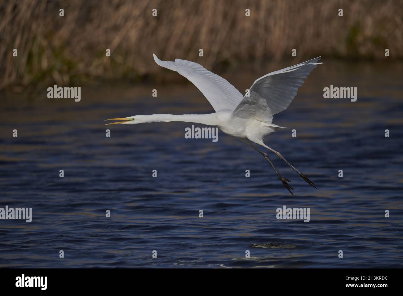 Grande Airone bianco Foto Stock
