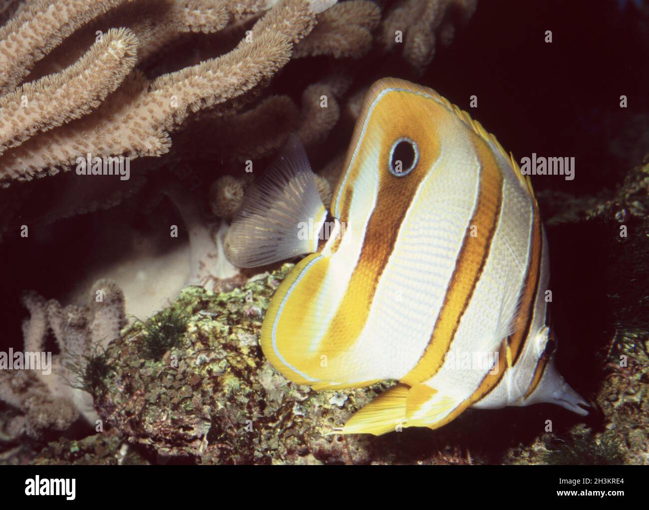 Fatturati o rame-butterflyfish nastrati, Chelmon rostratus Foto Stock