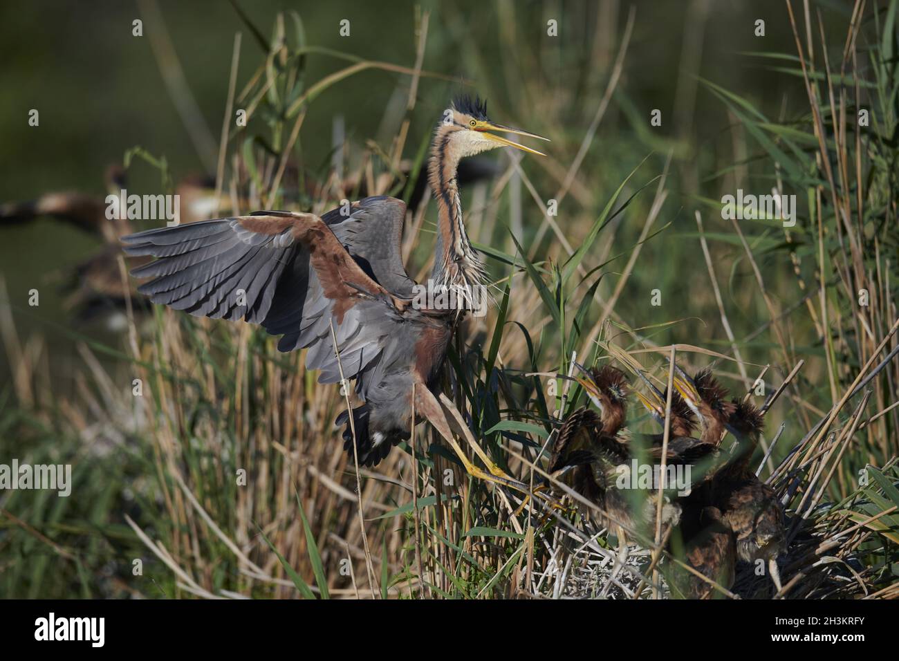 Airone rosso Foto Stock