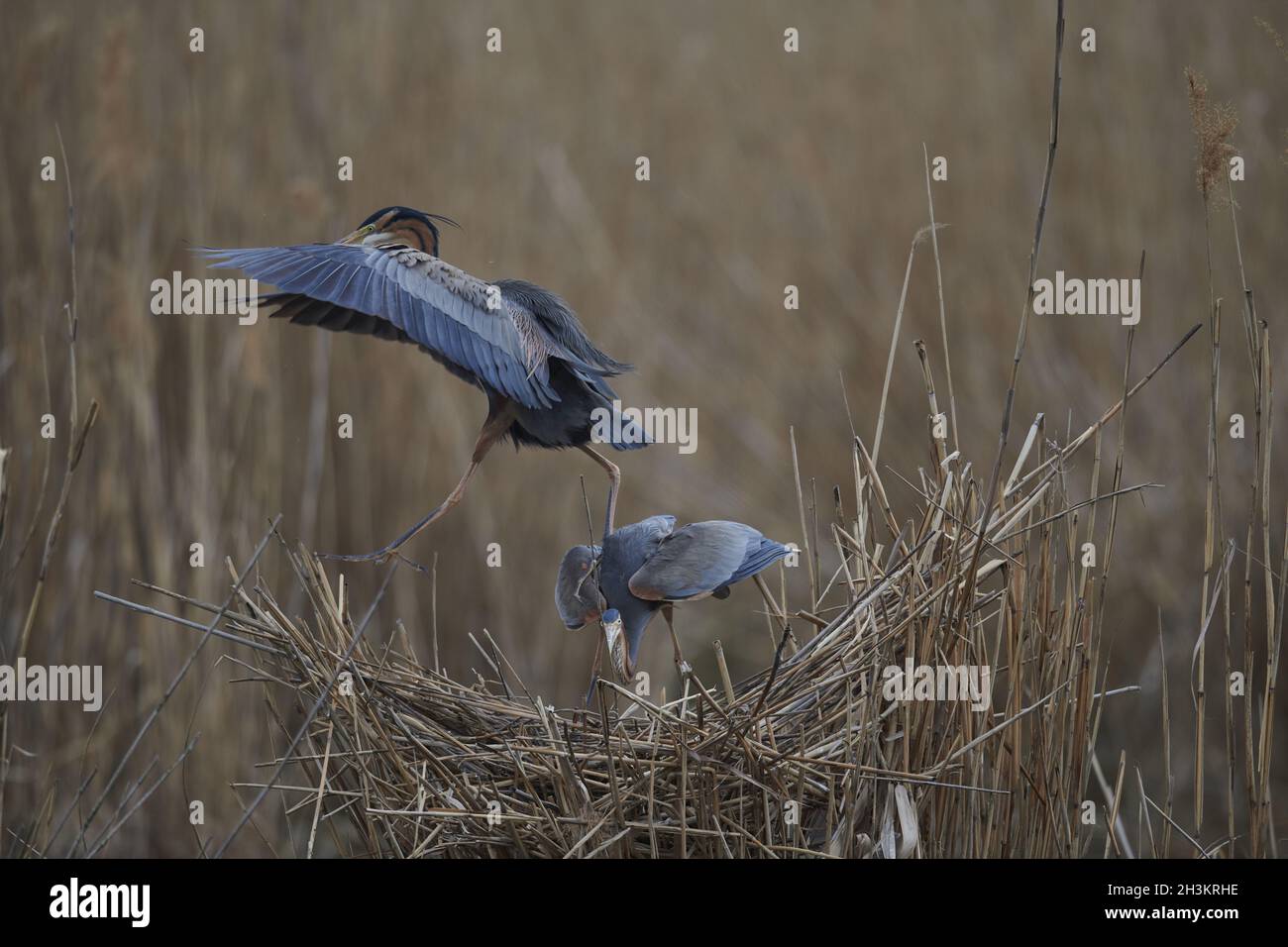 Airone rosso Foto Stock