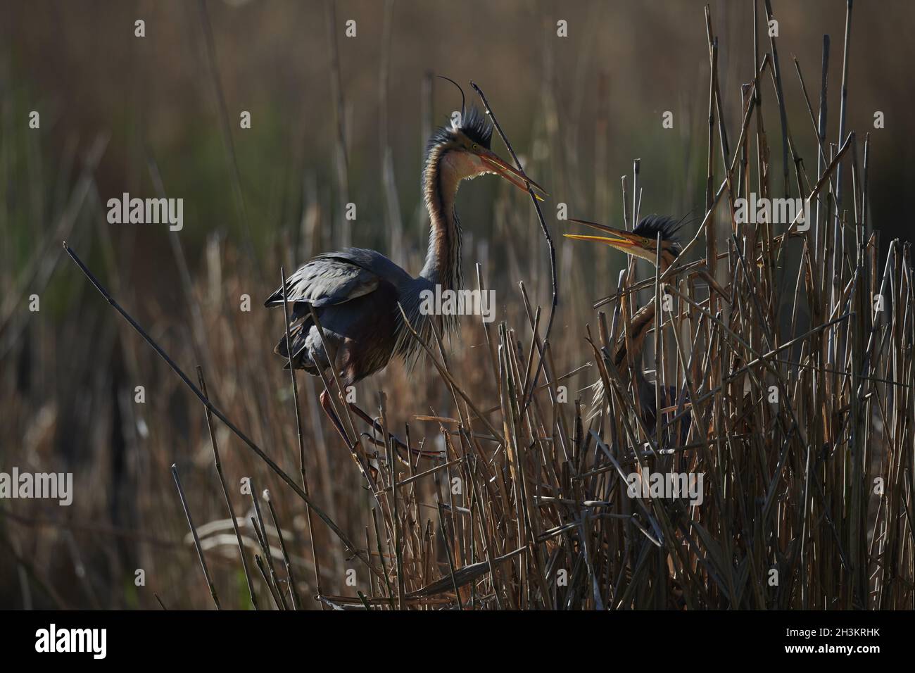 Airone rosso Foto Stock