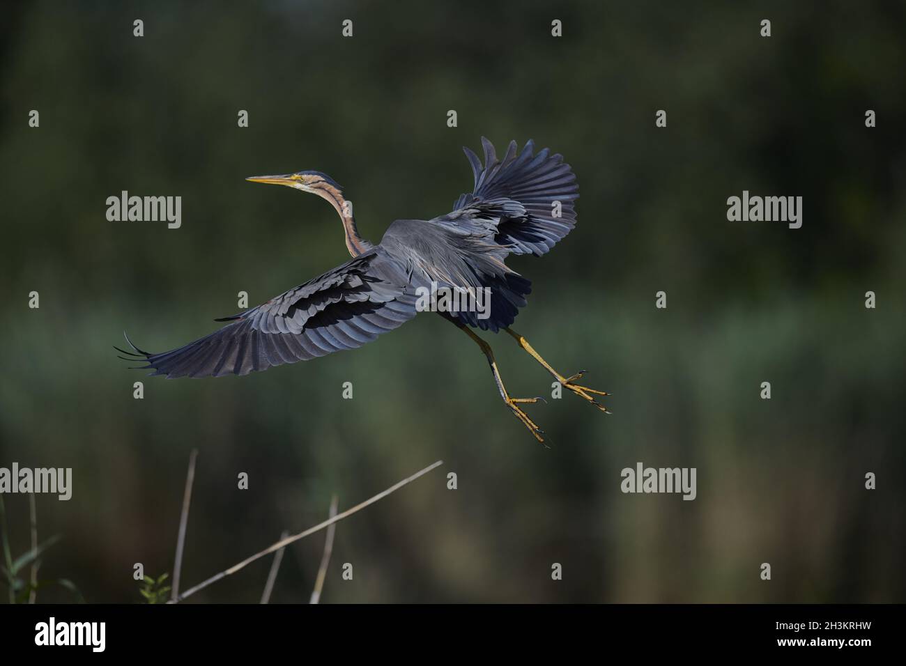 Airone rosso Foto Stock