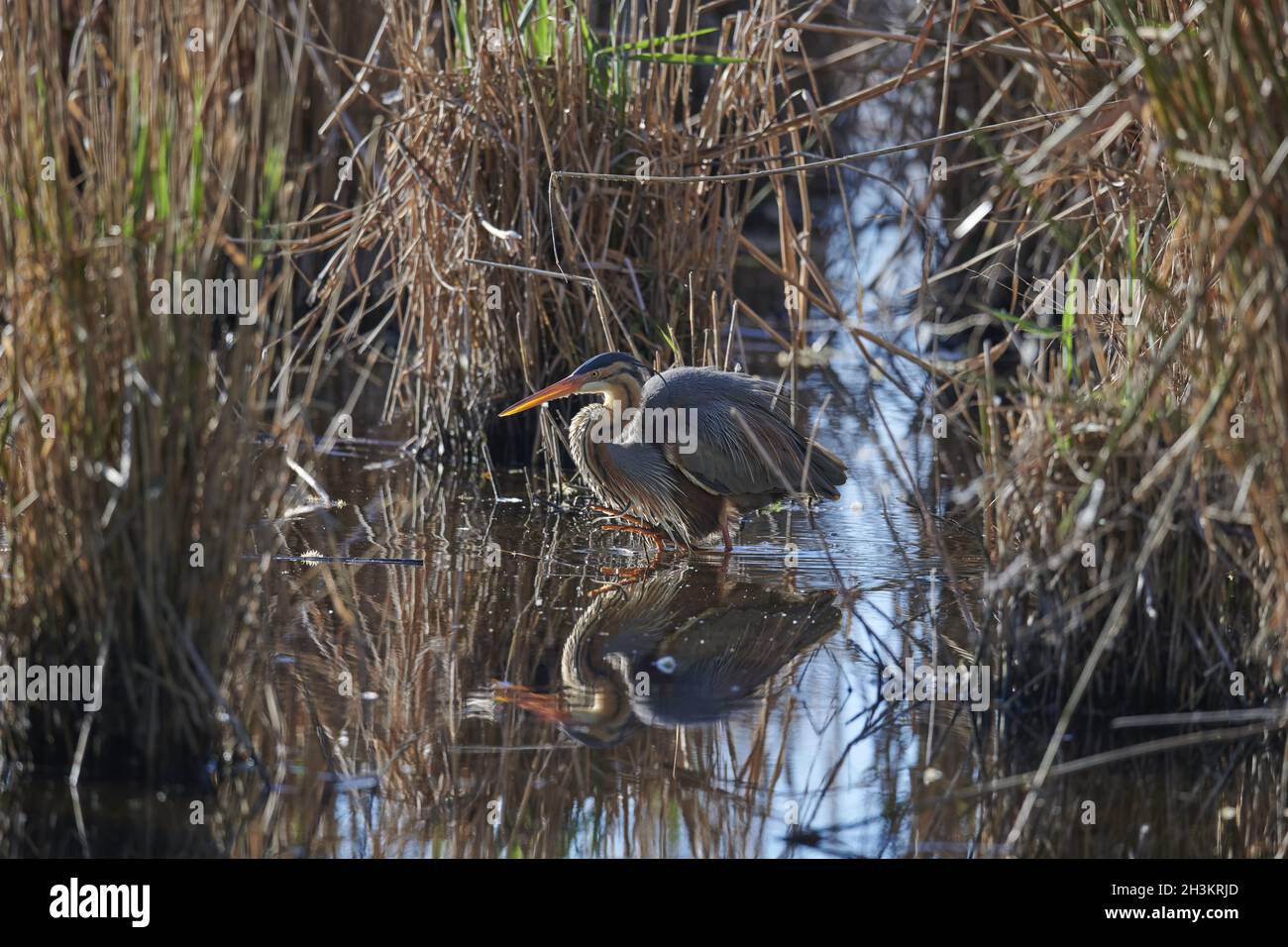 Airone rosso Foto Stock
