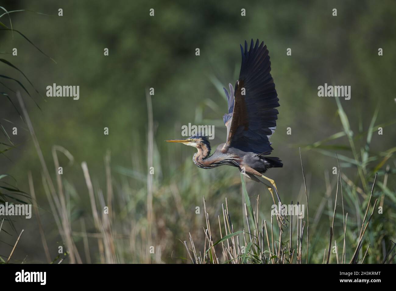 Airone rosso Foto Stock