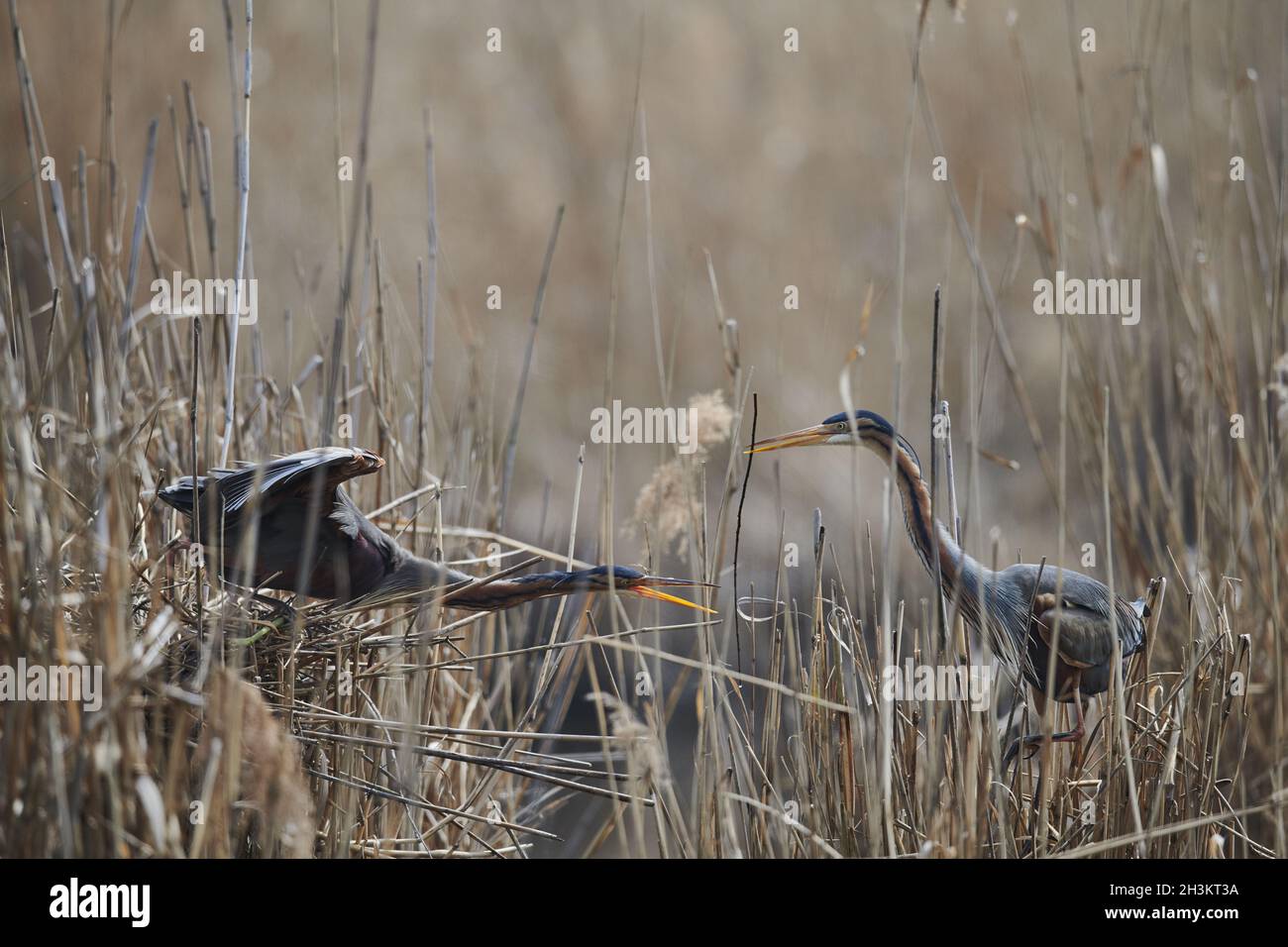 Airone rosso Foto Stock