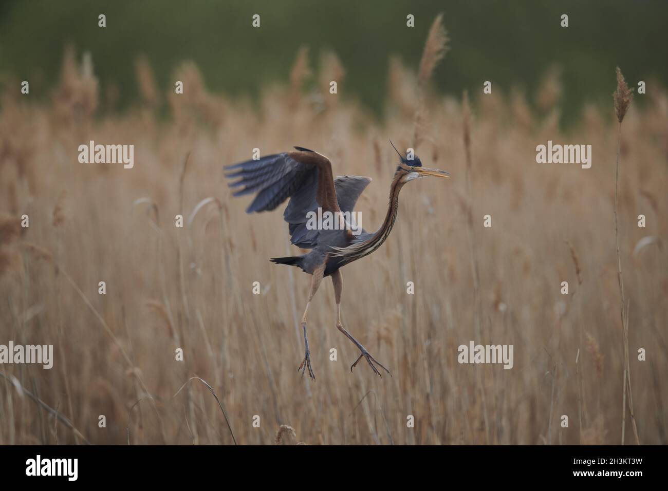 Airone rosso Foto Stock
