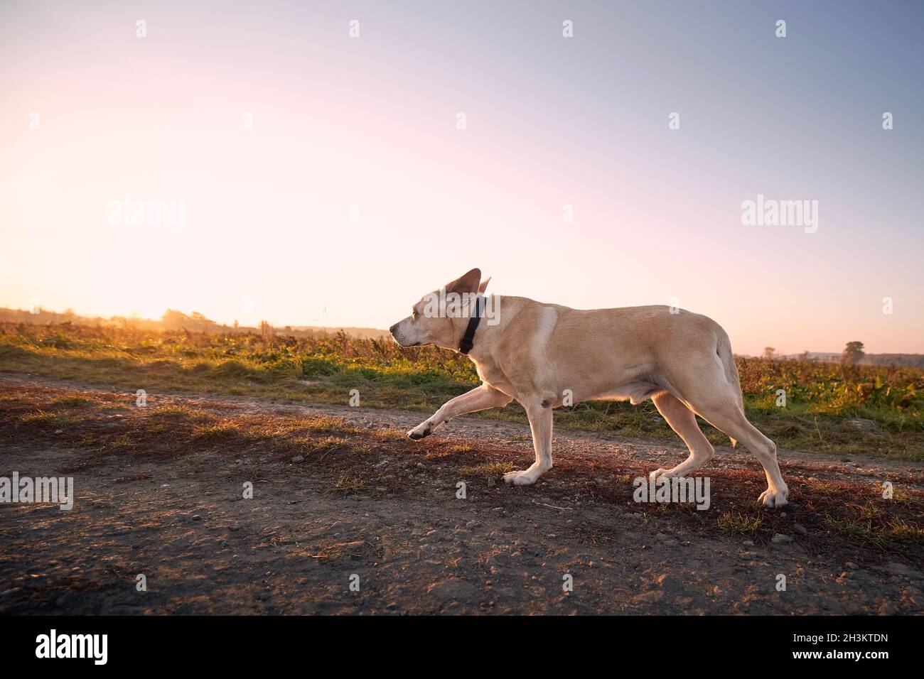 Carino cane che corre sul sentiero. Vecchio labrador ritrova all'alba. Foto Stock
