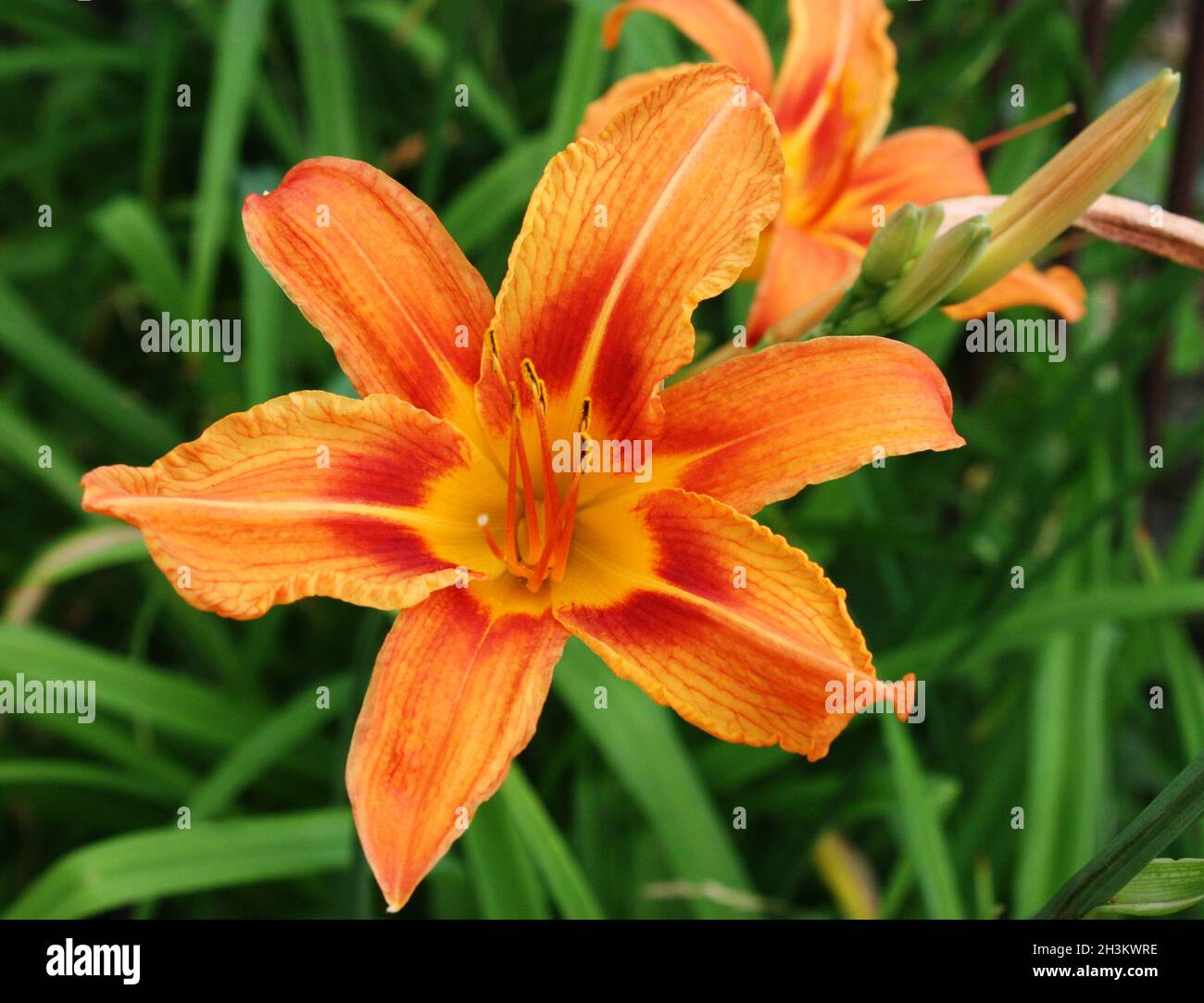 Fiore arancione luminoso di giorno-giglio di arancio o giglio tawny o giglio di mais o tigre daylily o fulvous daylily o giglio di fossato (fiore di hemerocallis) Foto Stock