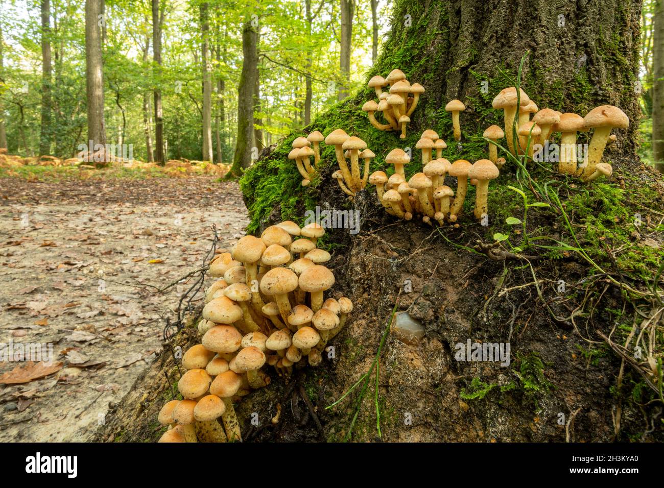 Funghi di tuft di zolfo (Hypholoma fasciculare) o toadsgools che crescono al fondo di un tronco di albero maturo in boschi di latifoglie durante l'autunno, Inghilterra, Regno Unito Foto Stock