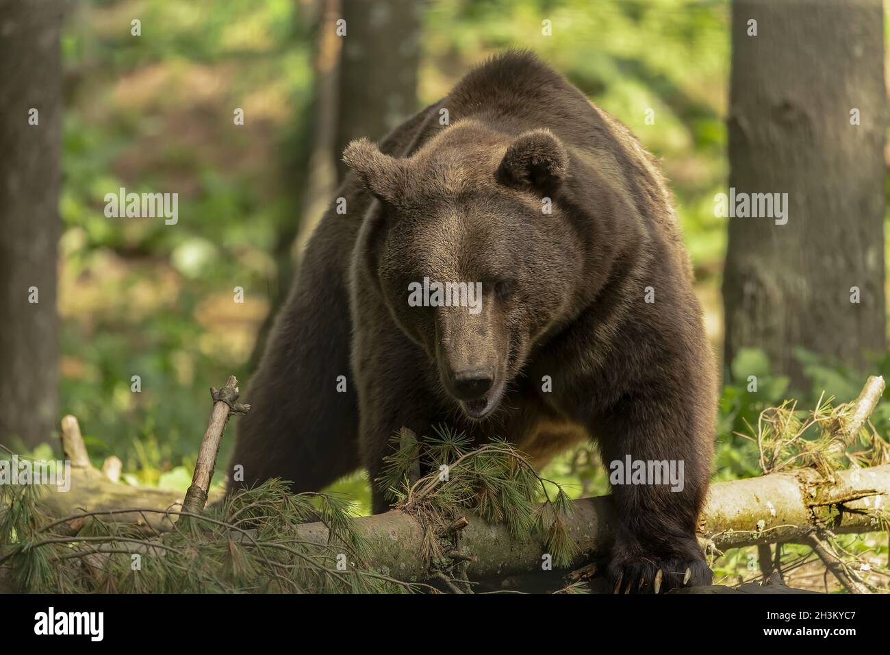 L'orso bruno (Ursus arctos) nel suo ambiente naturale scenario naturale da habitat della foresta Foto Stock