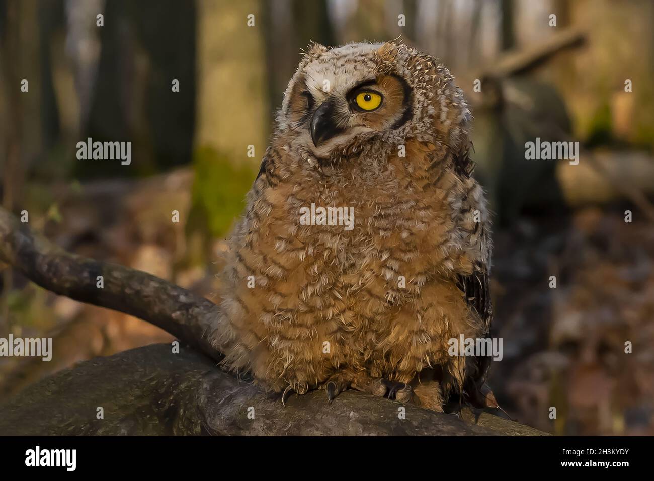 Gufo di grandissimo cornetto (Bubo virginianus) Foto Stock