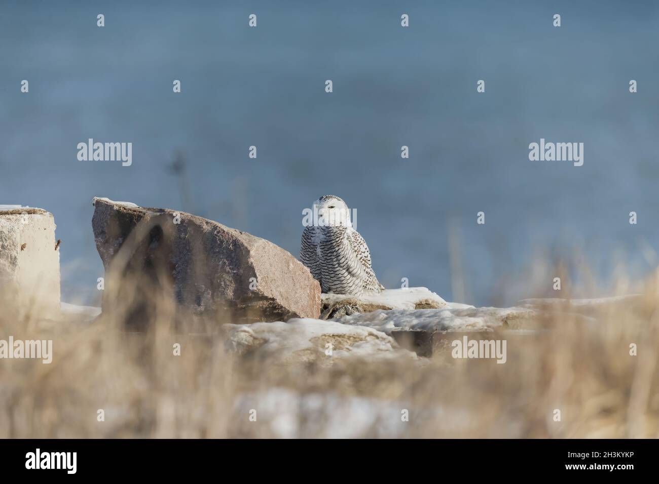 Il gufo nevoso (Bubo scandiacus) Foto Stock