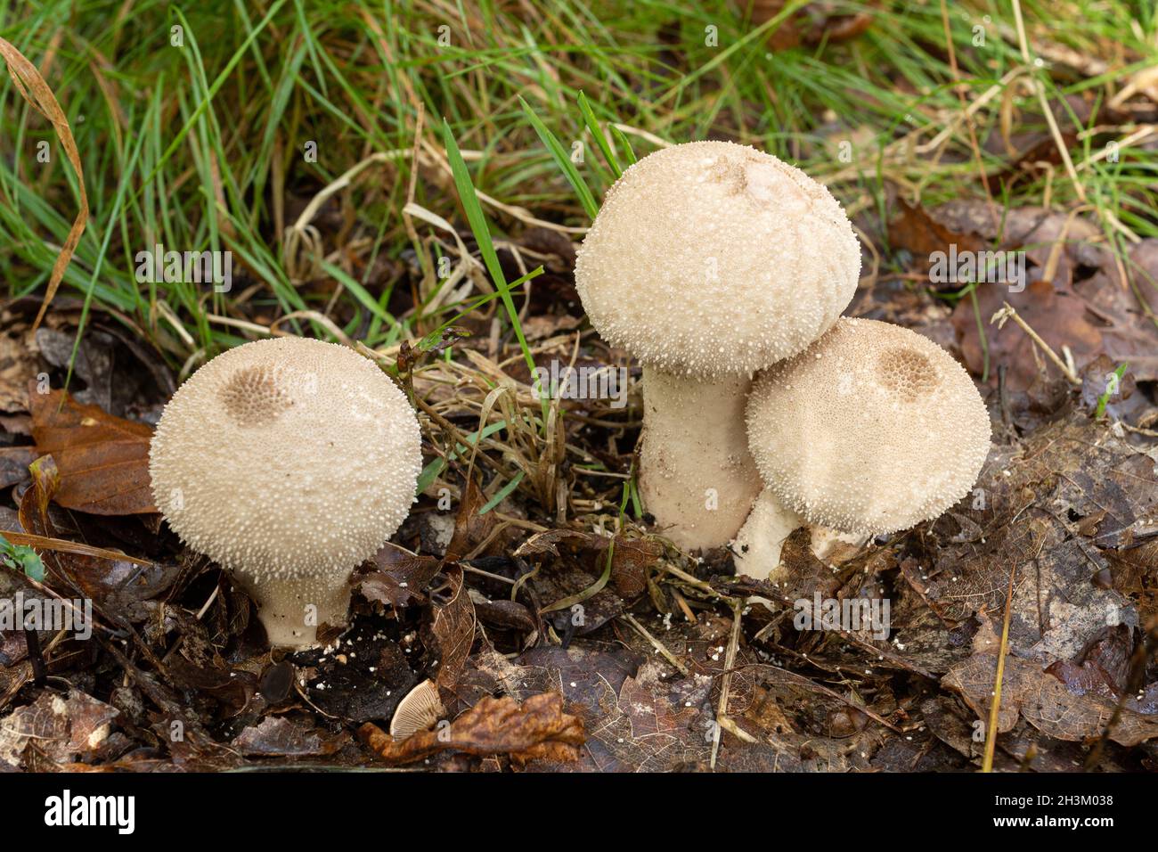Funghi comuni del puffball (Lycooperdon perlatum) che crescono sul pavimento del bosco durante l'autunno o la caduta, Regno Unito Foto Stock