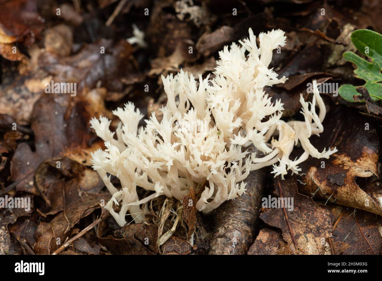 Fungo corallo crestato (coralloides Clavulina) su terreno boscoso in autunno, Regno Unito Foto Stock
