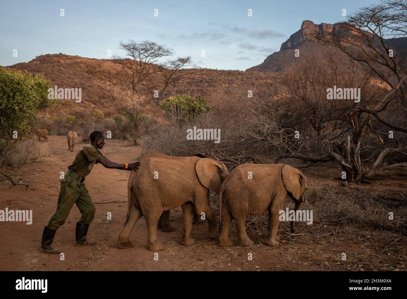 Un uomo si prende cura di giovani elefanti al Reteti Elephant Sanctuary il 18 agosto 2021 a Samburu, Kenya. Foto Stock