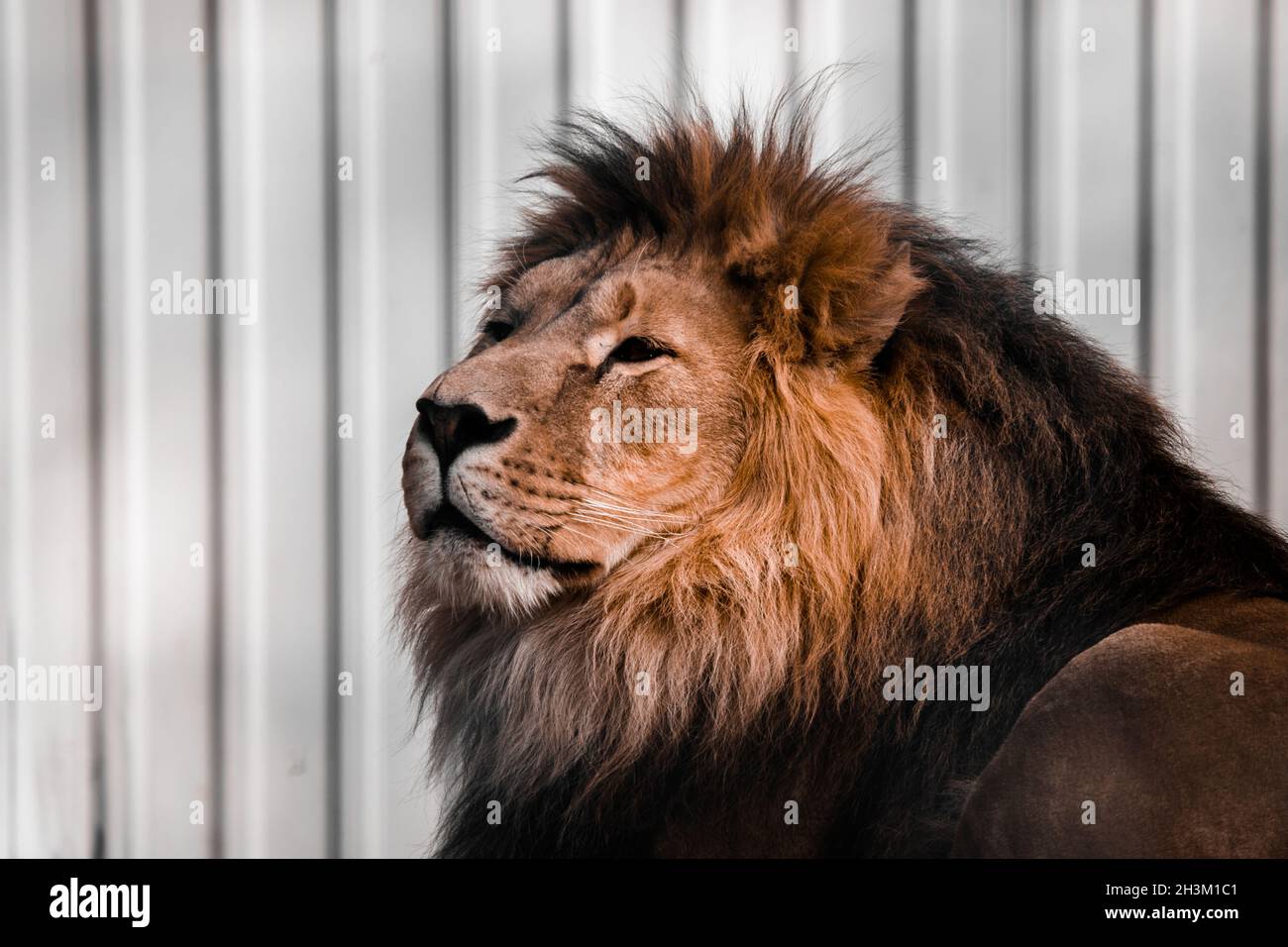 Un leone con uno sguardo fiero e riconoscente nella voliera. Foto Stock