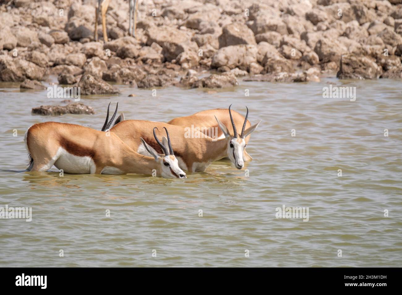 Springboks (Antidorcas marsupialis) in piedi nel waterhole. Parco Nazionale di Etosha, Namibia, Africa Foto Stock