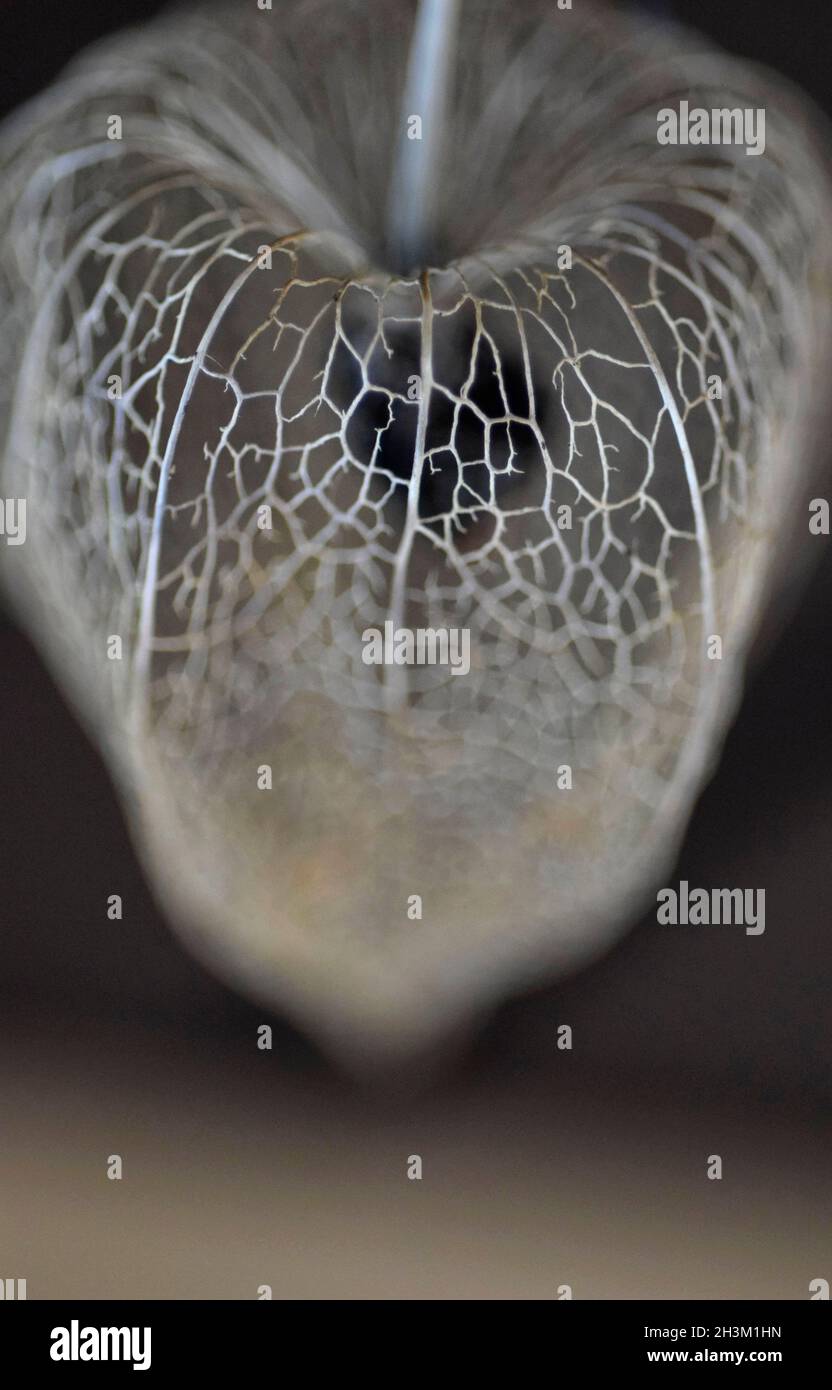 Physalis alkekengi, pod di semi scheletrici di lanterna cinese Foto Stock